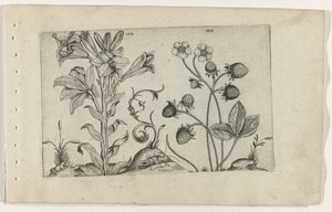 Madonnalelie en jordbei Know the Lilies (serietitel) af Crispijn van de Passe (I) (attributed to)