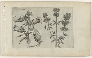 Mariette ur og merian Cognoscite lilia (serietitel) af Crispijn van de Passe (I) (attributed to)