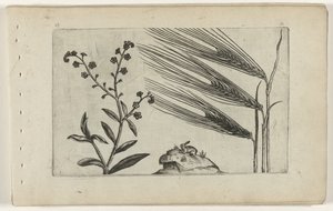 Sumpforglemmigej og byg Cognoscite lilia (serietitel) af Crispijn van de Passe (I) (attributed to)