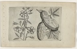 Muskusroos og komkor Know the Lilies (serietitel) af Crispijn van de Passe (I) (attributed to)