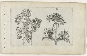 Vægbregne og sæbeurt Cognoscite lilia (serietitel) af Crispijn van de Passe (I) (attributed to)