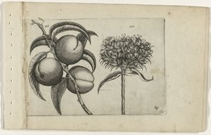 Fersken og brændende kærlighed Cognoscite lilia (serietitel) af Crispijn van de Passe (I) (attributed to)