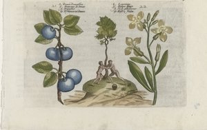Pruim en muurbloem Pruna Damasena / Leucojum (titel på objekt) Know the Lilies (serietitel) af Crispijn van de Passe (I) (attributed to)
