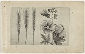 Rogge en stokroos Know the Lilies (serietitel) af Crispijn van de Passe (I) (attributed to)