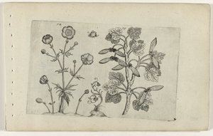 Skarp ranunkel og markahorn Cognoscite lilia (serietitel) af Crispijn van de Passe (I) (attributed to)