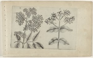 Sering en mansbloed Know the Lilies (serietitel) af Crispijn van de Passe (I) (attributed to)