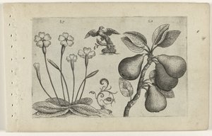 Sleutelbloem en peer Know the Lilies (serietitel) af Crispijn van de Passe (I) (attributed to)