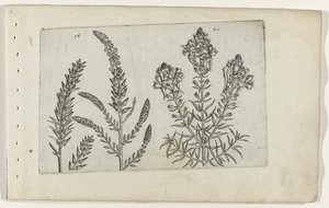Tamarisk og vlasbekje Know the Lilies (serietitel) af Crispijn van de Passe (I) (attributed to)