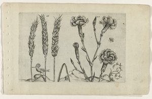 Tarwe en tuinanjer Know the Lilies (serietitel) af Crispijn van de Passe (I) (attributed to)