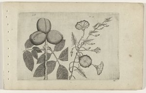 Walnootboom en akkerwinde Know the Lilies (serietitel)