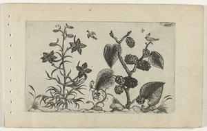 Vild delphinium og sort morbær Cognoscite lilia (serietitel)