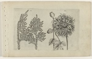 Syv træ og sovebold Cognoscite lilia (serietitel) af Crispijn van de Passe (I) (attributed to)