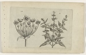 Svaneblomst og lilleblomstret salvie Cognoscite lilia (serietitel) af Crispijn van de Passe (I) (attributed to)