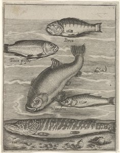 Studieblad met vijf vissen Fisk live-ikoner (serietitel) af Crispijn van de Passe (I)