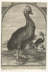 Kasuar, bragt af Willem Jacobsz. fra Ostindien og givet til Prins Maurits, 1614 af Crispijn van den Queborn (attributed to)