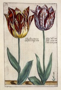 Tulipa Adriani Bilsi og Tulipa Nob viri Johan a Seulen, fra 