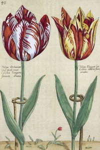 Tulipa Octaviani del pont, og Tulipa Elegant, fra "Hortus Floridus", udgivet 1614-15.