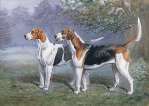 En tæve og hundehund i et landskab