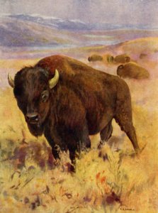 I Zoo: Bison (farve litho)