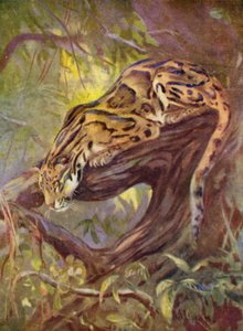 I Zoo: Clouded Leopard (farve litho)