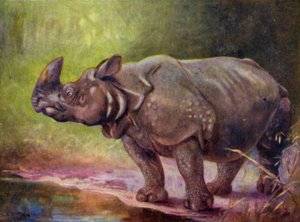 I Zoologisk Have: Rhinoceros (farve litho)
