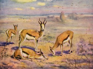 I Zoo: Springboks (farve litho)