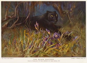 Den sorte panter (farve litho)