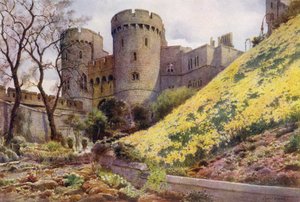 Påskeliljer på bakken under Rundetårn, Windsor Castle (farve litho)