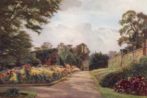 Tidlige krysantemum, Claremont (farve litho)