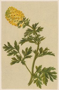 Kvist med en blomst af Corydalis af D. van Alphen