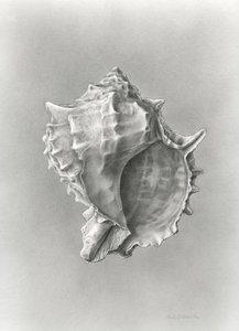 Undersøgelse af muslingeskaller (kulstofstøv)
