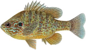 Pumpkinseed sunfish (farveblyanter)