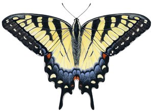 Sommerfuglen Tiger Swallowtail (gouache)