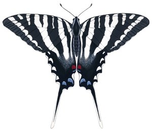 Sommerfuglen Zebra Swallowtail (gouache)