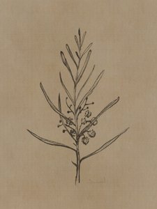 Blackwood-træ af Dan Hobday
