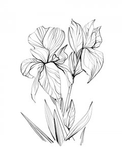  Iris af Dan Hobday