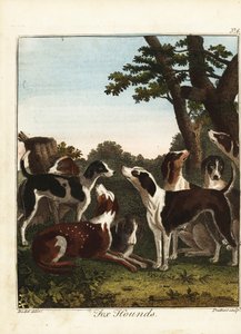 En flok rævehunde før en jagt