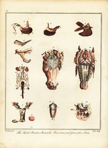 Anatomi af en hest. 1792 (gravering)