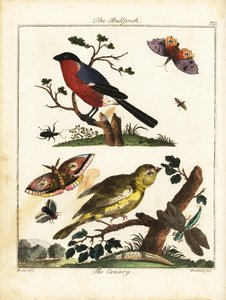 Bullfinch, kanariefugl, sommerfugl, møl osv. 1792 (gravering)