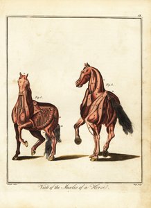 Muskulatur af en hest. 1792 (gravering)