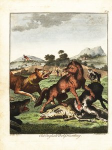Gammel engelsk ulvejagt. 1792 (gravering)