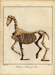 Skelet eller knogler af en hest. 1792 (gravering)