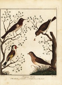 Sangfugle: skovlærke, linnet, guldfinke, himmellærke. 1792 (gravering)