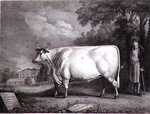 Baronen, et priskorthorn (The Nannau White Cow) graveret af Charles Joseph Hullamandel (1789-1850) 1824