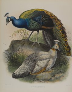 Pavo Nigripennis - Black Shouldered Pea Fowl (farve litho) af Daniel Giraud and Gould John Elliott