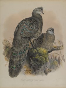 Polyplectron Tibetanum (farvelitografi) af Daniel Giraud and Gould John Elliott