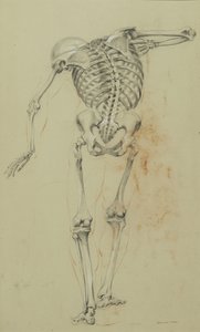 Skeleton Study, ca. 1848 (kridt og farveblyant på solbrunt papir monteret på pap) af Daniel Huntington