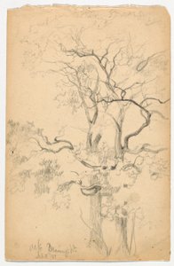 Studie af Oaks ved Dennings Point af Daniel Huntington