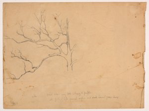 Studie af et dødt egetræ af Daniel Huntington