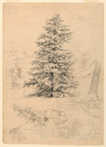 Studie af en Hemlock, North Conway, New Hampshire af Daniel Huntington